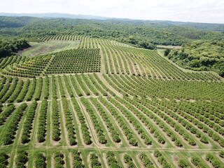 citrus plantation in argentina