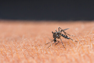 Mosquito sucking blood on human skin.