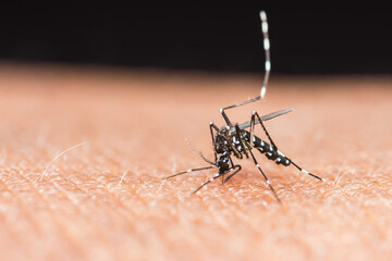 Mosquito sucking blood on human skin.