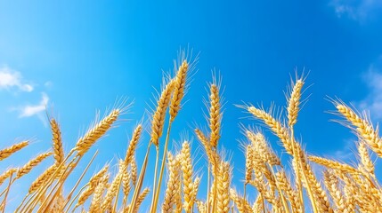 Fototapeta premium Tall and yellow wheat plants set against a bright blue sky, creating a vibrant and scenic outdoor landscape with a clear and sunny backdrop.......