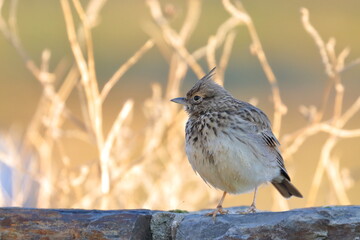 lark
