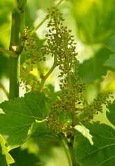Grapes begin to blossom and produce fruit.