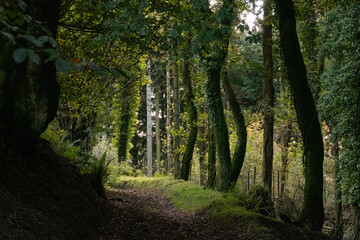 Track through a Summer woodland. Shady and cool summer walk through a North Devon Wood.