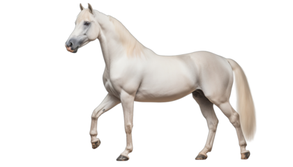 Horse isolate on Transparency Background
