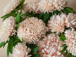 Background with beautiful aster flowers. Bouquet of pastel flowers. Aster, the queen of the autumn garden. Aster petal texture in soft cream colors