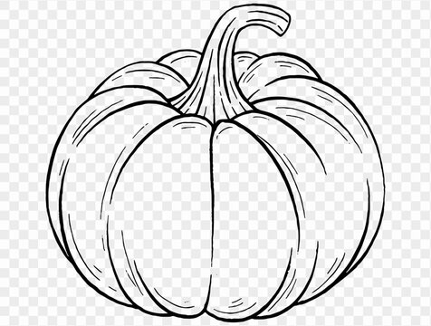 Outline pumpkin hand draw with brush style isolated on png or transparent texture,Halloween party background ,element template for poster, brochures, online advertising, vector illustration