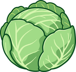 Cabbage