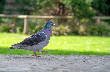 Pigeon standing on the ground in the garden