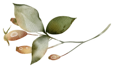 Watercolor illustration of Rosehip on isolated background. Berries twig of medical plant hand drawn. Medicine rosehip for tea packaging design and card, logo, label print. Botanical decoration.