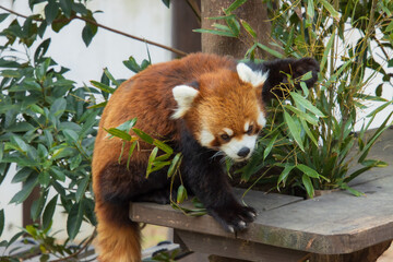 レッサーパンダ