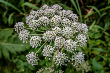Wiold folower in the Fields around the city of Hedensted in Jutland in Denmark