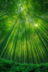 Fototapeta premium A panoramic view of an expansive bamboo forest, showing the endless sea of green stalks,