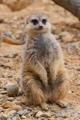 ミーアキャット