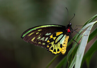 Colour Butterfly species on natural leaves