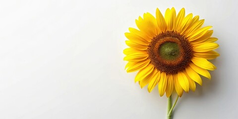 Large isolated sunflower stem with bright yellow bloom, sunflower, stem, isolated, large, bright, yellow, bloom, vibrant, nature