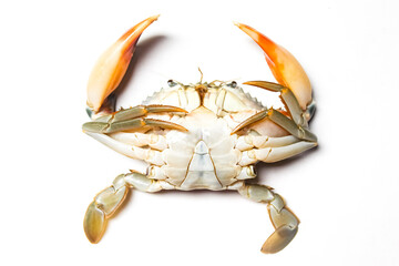 dead crab isolated on white background