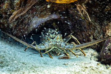 lobster in coral