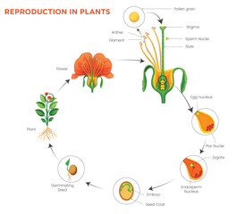 Plant Reproduction Pollination, Fertilization, and Seed Formation Explained