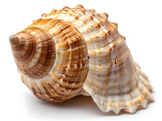 Fototapeta premium Detailed Spiral Seashell Macro Shot on White Background