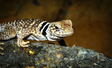 Crotaphytus collaris or collared lizard, the name collared lizard comes from the lizards distinct coloration, which includes bands of black around the neck and shoulders that look like a collar