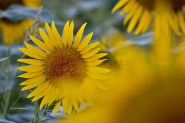 Sunflower close up view for best wallpaper or background texture.