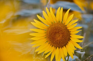 Sunflower close up view for best wallpaper or background texture.
