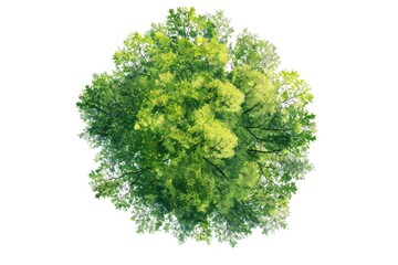 Fototapeta premium Aerial view of a tree with lush green foliage