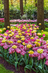 The greatest variety of Exotic blooming tulips in a park in Holland. Tulips Beachberry and Freeman.