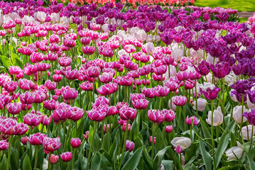 The variety of exotic tulips in bloom in a park in the Netherlands. Tulip Foggia