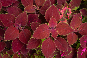 Colorful leaves plants pattern for nature Background.