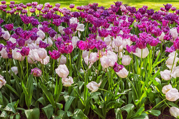 The variety of exotic lilac and pink tulips in bloom