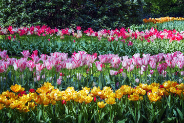 Flower bed of exotic, colorful, exquisite tulips