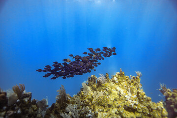 coral reef and school of fish