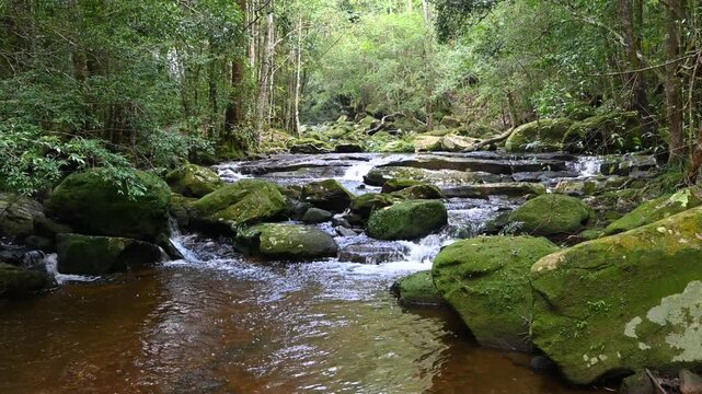 Small waterfall flowing in rainforest. Endless meditative video, stream in tropical exotic jungle forest. Creek flow in deep woods among stones. Cascades of waterfall.