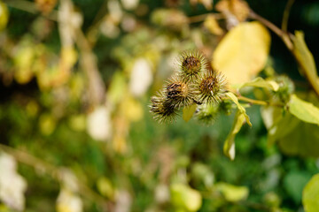 cocklebur plant in the Wildpark in Potsdam (Brandenburg), Germany.