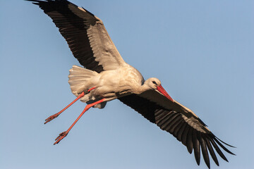 Close up of white stork (Ciconia ciconia) in flight.