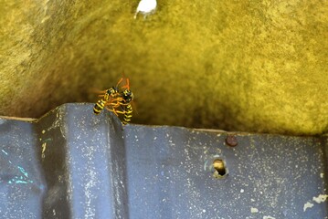 two yellow wasps in battle