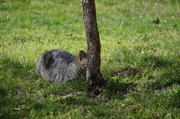 gray cat hidden behind a tree