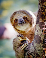 smiling sloth