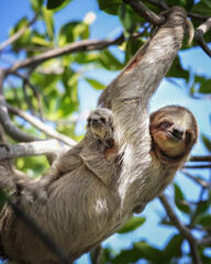 mom and baby sloth © Audrey