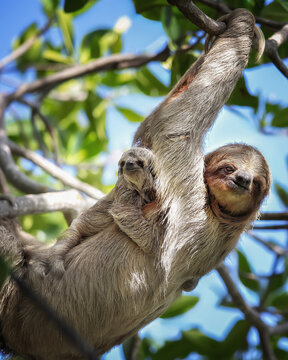 mom and baby sloth