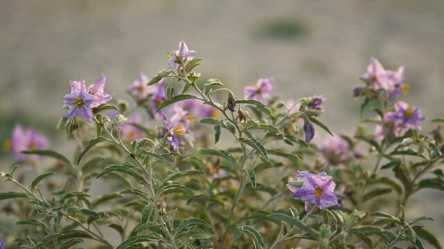 Silverleaf nightshade (Solanum elaeagnifolium) is uncultivated weed plant also known as prairie berry or satansbos
