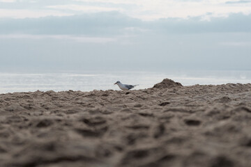 Mewy na piasku plaża © Marcin