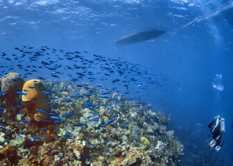 fish and coral