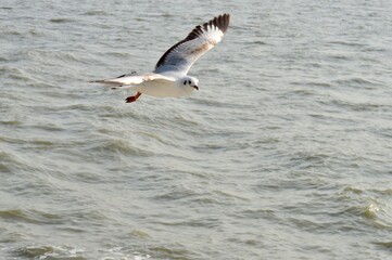 Fototapeta premium Flying seagull was looking for food in the sea.
