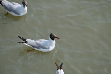 Seagull is looking for food in the sea.