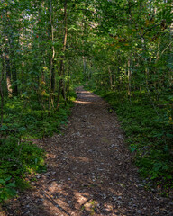 Fototapeta premium A leafy path in a green forest