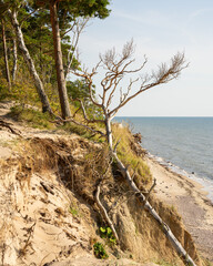 some trees on the sea dunes. blue sea in the background