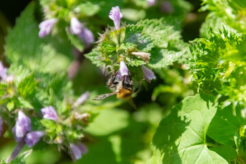 Biene an den Bl&uuml;ten einer Schwarznessel
