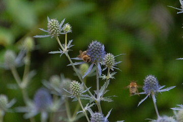 Bienen an den Blüten einer Kugeldistel © Dieter